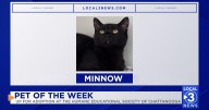 Minnow the cat up for adoption at the Humane Educational Society of Chattanooga