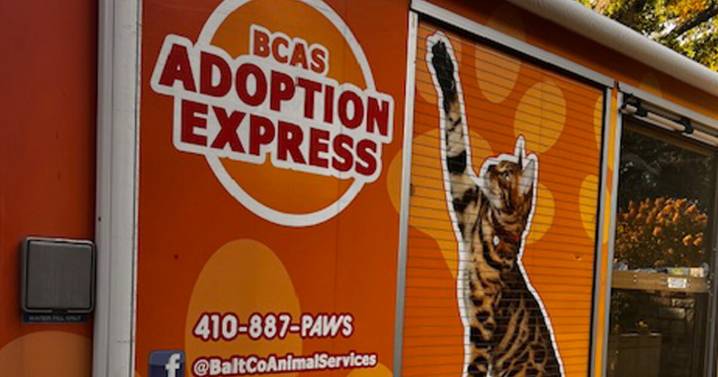 Pets on Set: Adoption Express