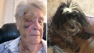 Coyote pack attack kills dog and injures owner in Solana Beach