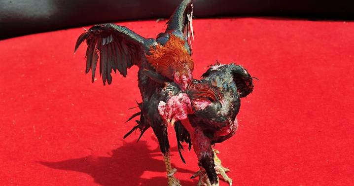 Hombre murió tras ser atacado por su propio gallo: la tragedia quedó grabada