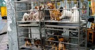 Prohíben venta de animales a través de redes