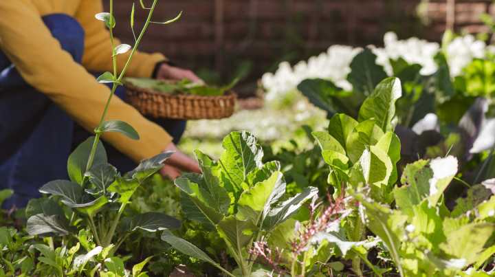 Tips For Sowing Late-Season Fall Vegetables