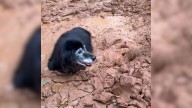 North Carolina Owners Shocked To Find Their Elderly Dog Chest