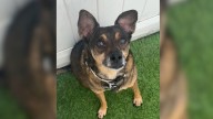 California Shelter Dog Waits Over 1,000 Days Until A Viral Video Brings Him Home