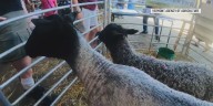 37th Annual Vermont Sheep & Wool Festival