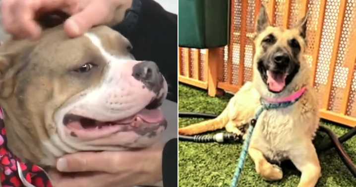 Animal shelter responds after 2 adopted dogs found dead came from same owner