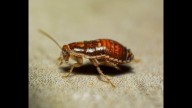 ‘Cockroach hanged until death’: Air India’s Dubai-bound flight logbook entry goes viral