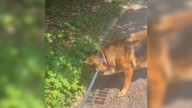 California Dog’s Sudden Fear Near Storm Drain Leaves Owner Searching For Answers