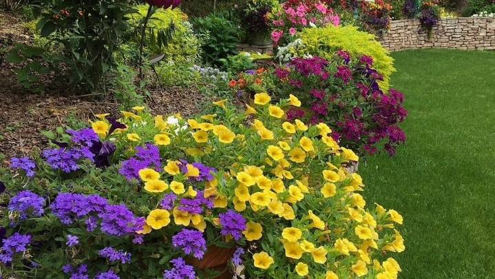 Plant this jewel in your garden: Superbena Royale Plum Wine verbena