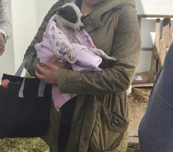Personal del Hospital de las Américas logra el rescate del perrito atrapado; una vecina lo alimentará y le dará refugio temporal