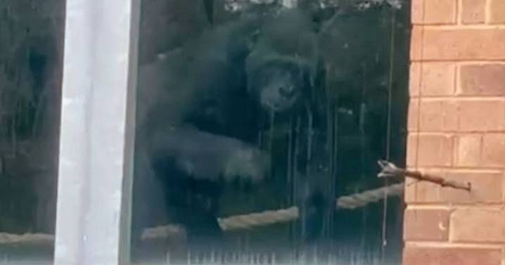 Gorillas found at closed UK zoo 'banging on glass' years after it was shut down