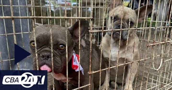 Criadero del horror: cómo fue el rescate de 87 perros hacinados y maltratados