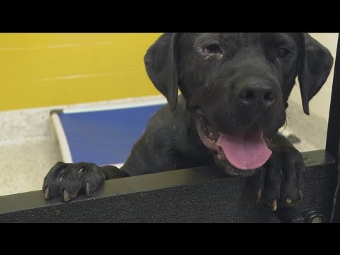 More than 200 dogs dropped off at Fulton County animal shelter, 24 need to be adopted before death