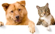 ¡Llévalo! Campaña de esterilización para mascotas en CdMx; dónde, cuándo y cómo acudir