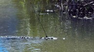 FWC investigating after finding crocodile with spear in the back of its head