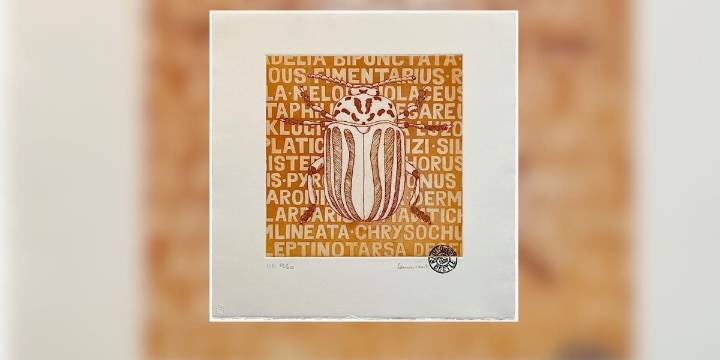 University of Hawaii calls for submissions for insect museum art show