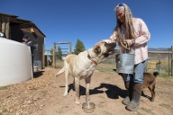 Livestock guardian dogs are the special forces protecting cows and sheep