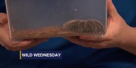 Wild Wednesday: Tarantulas