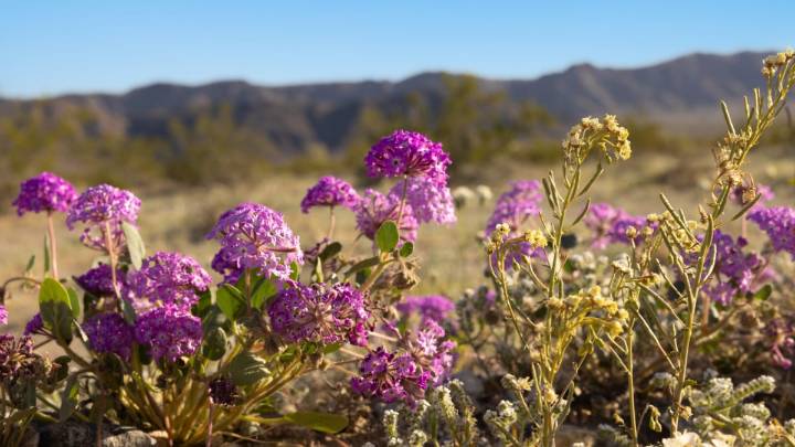 Chasing Desert Sunsets In Greater Palm Springs