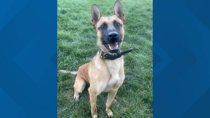 K9 critically injured in stabbing; police say additional charges pending
