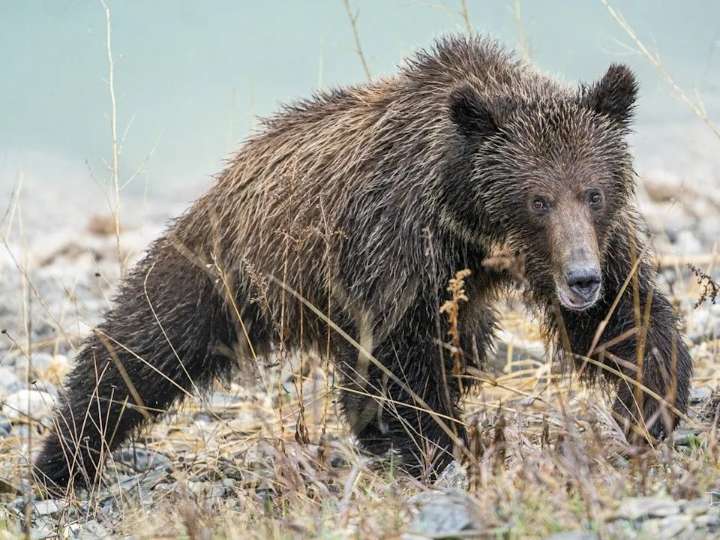 First grizzly bear killed under new provincial program