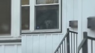 Years After Fostering, Ohio Woman Spots Her Dog On The Street And Immediately Offers Help