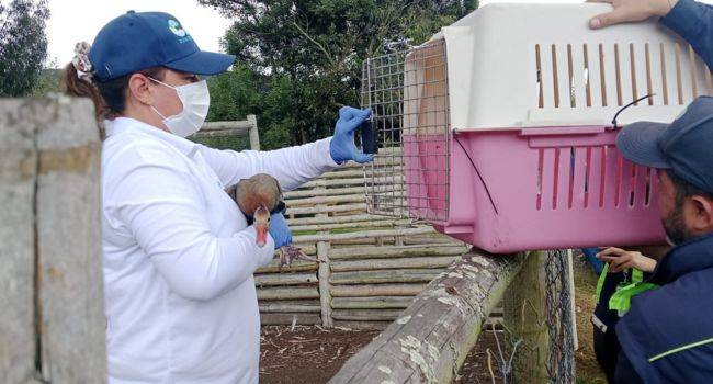 Aves exóticas fueron liberadas de una finca en Cundinamarca: así fue el operativo
