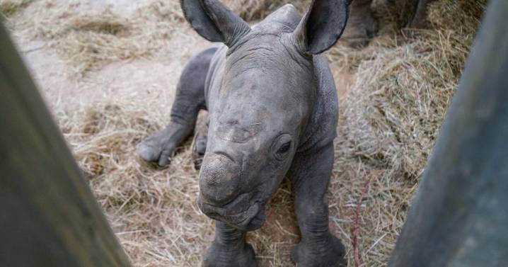 Birth of extremely rare white rhino caught on camera