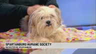Pet of the Week: Sugar