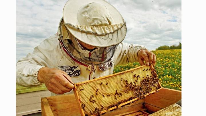 Athenians turn to urban beekeeping to reconnect with nature