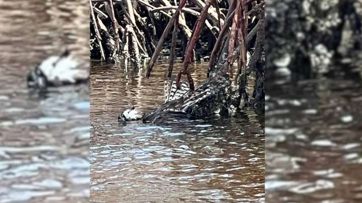 Florida Paddleboarder Spots Feathers Floating In Water But Then Something Shocking Happened