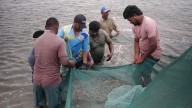 'So much pain': India's shrimp farmers reeling from U.S. tariffs