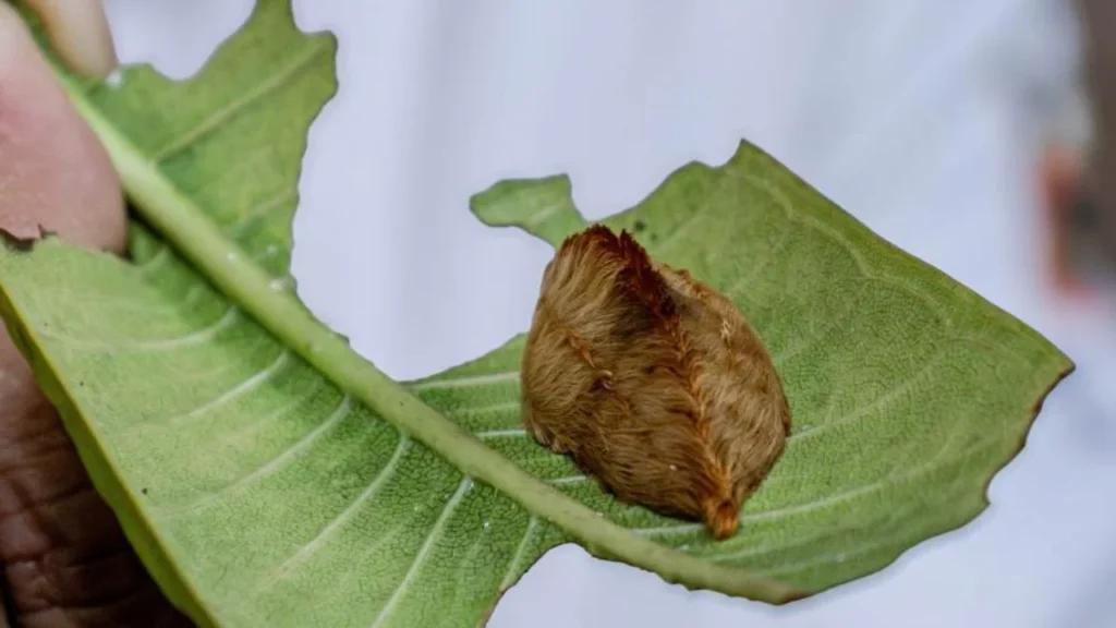 Lanzan alerta por presencia de oruga peluche en Jalisco