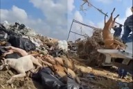 Perros y gatos arrojados en zanja de Coahuila (Video)