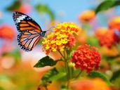 Huerta y jardín: cómo recuperar las plantas después del invierno