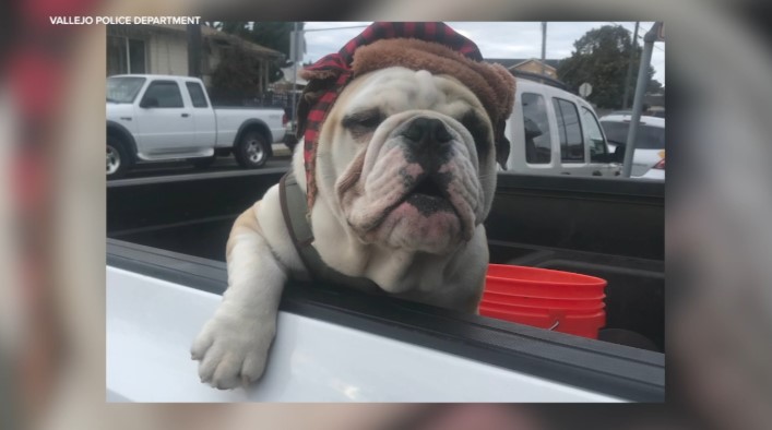 Man's bulldog taken at knifepoint while on walk; police offering $500 reward