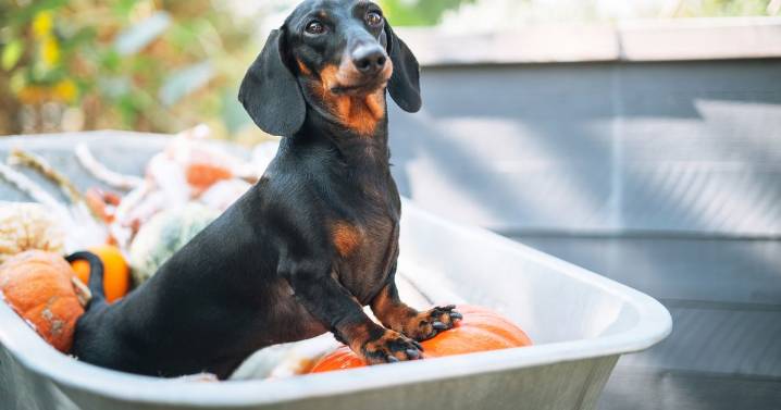 Howlingly good Halloween tips for pet-lovers to give your furry friends a spooktacular night