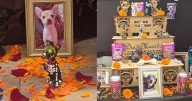 Día de muertos: 27 de octubre, las mascotas que nos marcaron regresan a nuestras vidas
