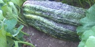 Maine woman’s giant zucchini misses setting U.S. record due to tiny crack