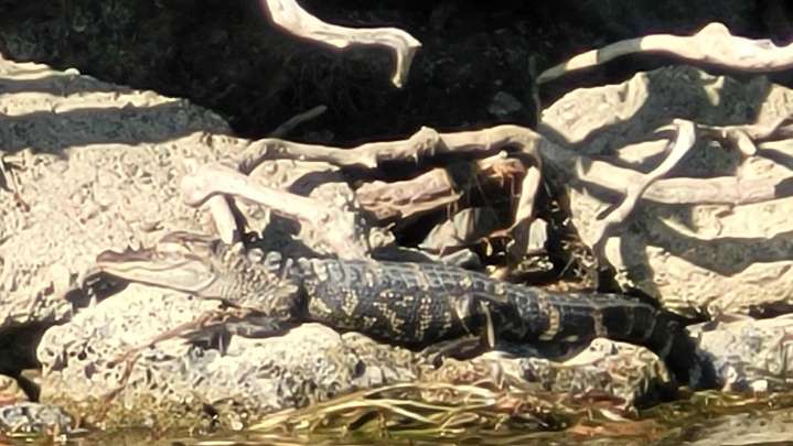Belle Isle alligator has been caught, taken to Westland serpentarium