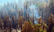 Senate Ag committee to consider Fix Our Forests Act 