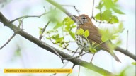 Nonprofit asks residents to go 'Lights Out' at night as millions of birds migrate across Louisiana sky