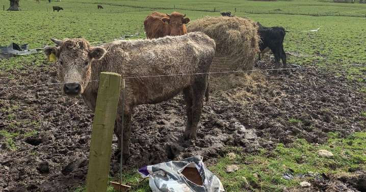 Sick animals 'left to die' at farm in case described as a 'horror movie'