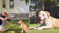 Indiana Photographer’s Shelter Dog Photo Shoot Interrupted By A Family Ready To Adopt