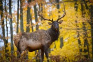 Video shows elk herd’s dramatic ‘bugling’ at this Northern Michigan park