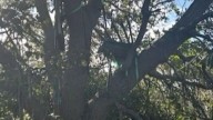 Suspicious hunting stand near Trump’s Air Force One exit under FBI investigation