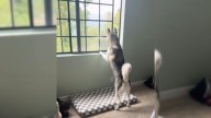 Pregnant Woman In California Notices Her Husky Acting Odd And Discovers The Heartwarming Truth