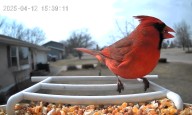 Winter bird feeding tips to help 'our feathered friends thrive'