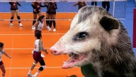 Zarigüeya gigante invade partido de voleibol femenil; esta fue la reacción de las atletas