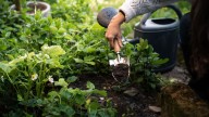 The So-Called 'Pest' That Can Actually Do You A Favor In The Garden